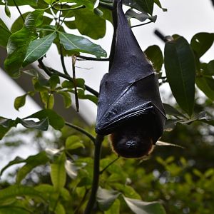 Rodriguez flying fox