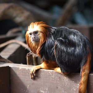 Golden-headed lion tamarin