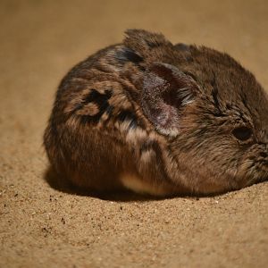 Small-eared sengi