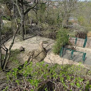 Enclosure for aardwolf (04/22)