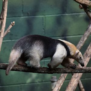 Southern tamandua