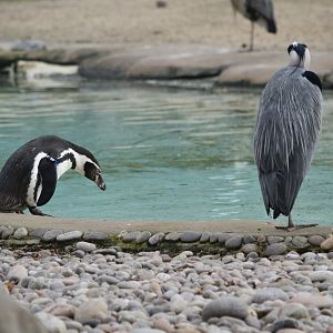 Humboldt penguin and grey heron