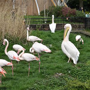 Greater flamingos and great white pelican