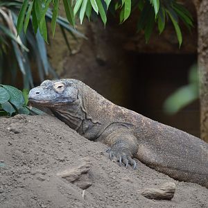 Komodo dragon