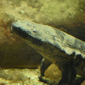 Chinese giant salamander
