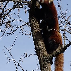 Nepalese red panda (Ailurus fulgens) (04/22)