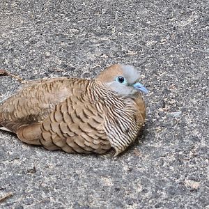Mahé - zebra dove