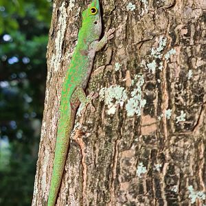 Mahé - Seychelles giant day gecko