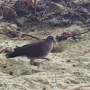 Mahé - Malagasy turtle dove