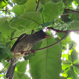 Mahé - Seychelles bulbul
