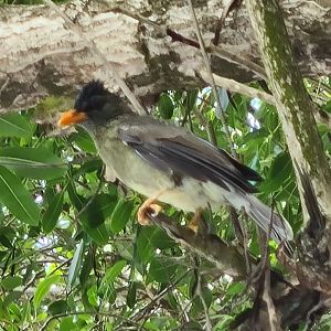 Mahé - Seychelles bulbul