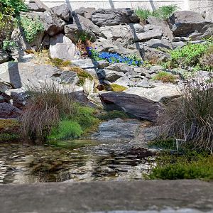 European adder terrarium
