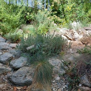 Occelated lizard terrarium