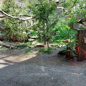 Pine marten enclosuee