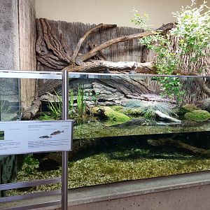 Marsh frog and stickleback enclosure
