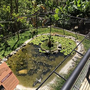 Snapping Turtle Enclosure