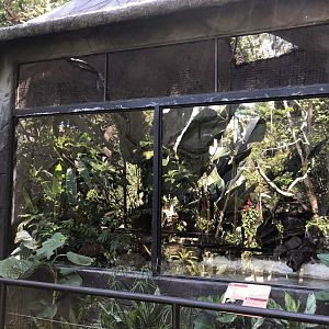 Boa Constrictor Enclosure