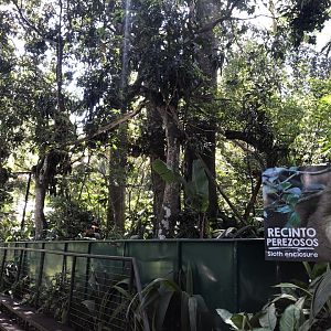 Hoffman's Two-toed Sloth Enclosure