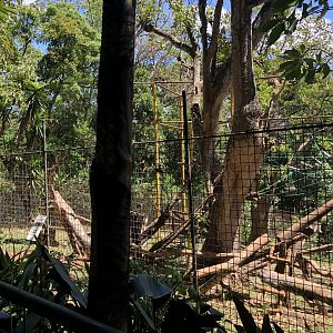 Green Monkey Enclosure