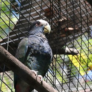 White-crowned Pionus Parrot