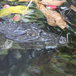 Spectacled (Brown) Caiman