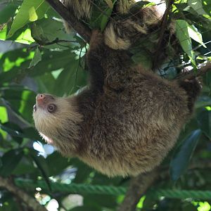 Young Hoffman's Two-toed Sloth