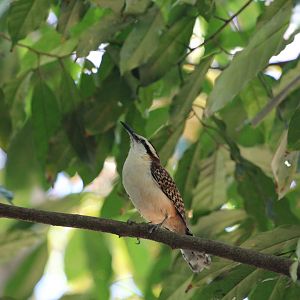 Rufous-naped Wren (Wild)