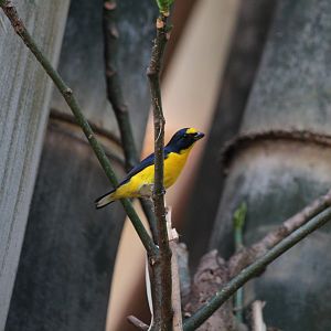 Yellow-throated Euphonia (Wild)