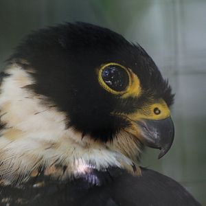 Bat Falcon