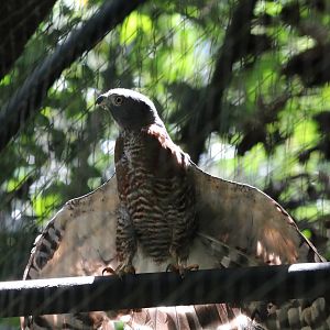 Double-toothed Kite