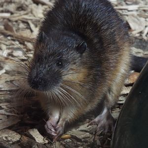 Australian water rat, Axe Valley