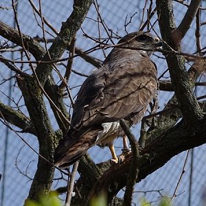 Common buzzard (Buteo buteo buteo) (04/22)