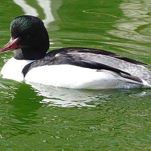 Eurasian goosander male (Mergus merganser merganser) (04/22)