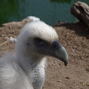 Griffon vulture (Gyps fulvus fulvus) (04/22)