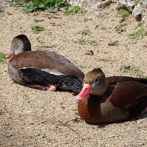 Black-bellied whistling-duck (Dendrocygna autumnalis) (04/22)