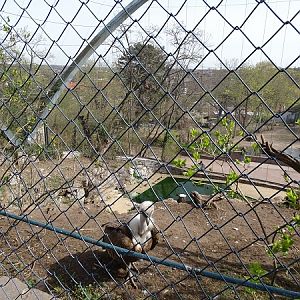 Free-flight aviary (04/22) (species list in description)