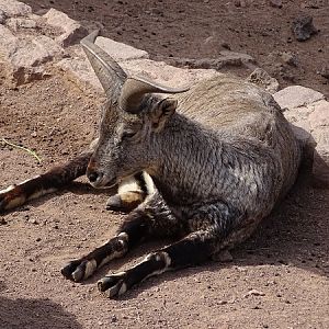 Himalayan blue sheep (Pseudois nayaur) (04/22)