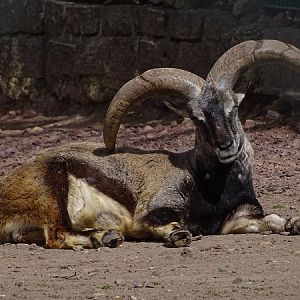 Himalayan blue sheep (Pseudois nayaur) (04/22)