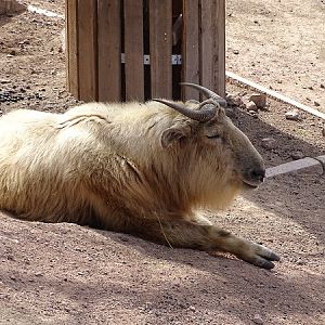 Shensi takin (Budorcas taxicolor bedfordi) (04/22)