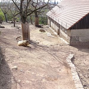 Takin/bharal enclosure (04/22)