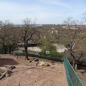 Takin/bharal enclosure (04/22)