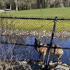 20/4/22 Whitetail deer