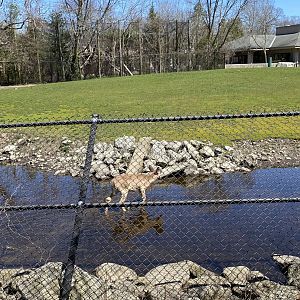20/4/22 Wading deer