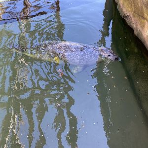 20/4/22 Harbour seal