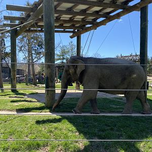 20/4/22 Asian elephant