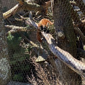 20/4/22 Red panda