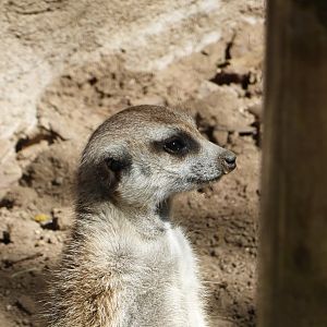 Meerkat