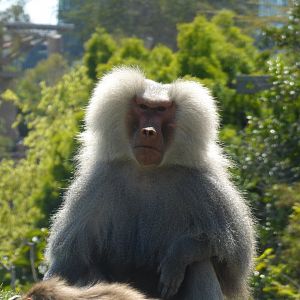 Hamadrayas baboon
