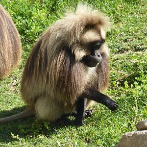Gelada
