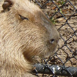 Capybara